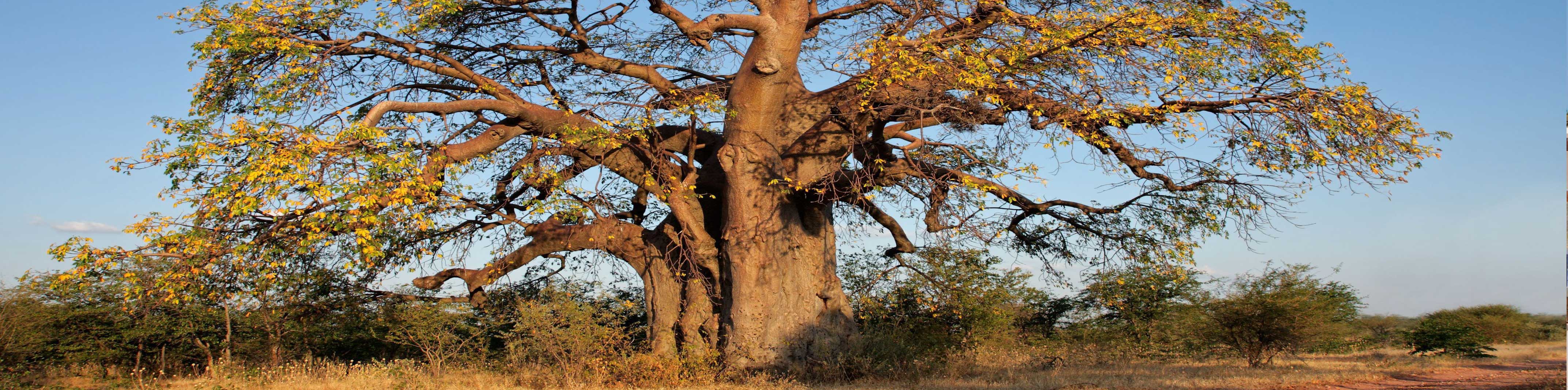 Slide Afrique 5